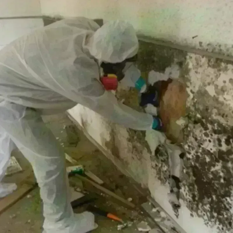 Mold Remediation and Removal in Diamond Ridge, AK